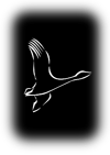 Lintu 3